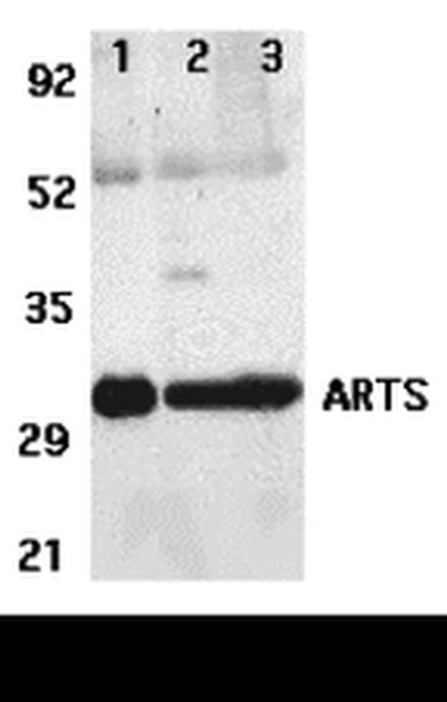 ARTS Antibody in Western Blot (WB)