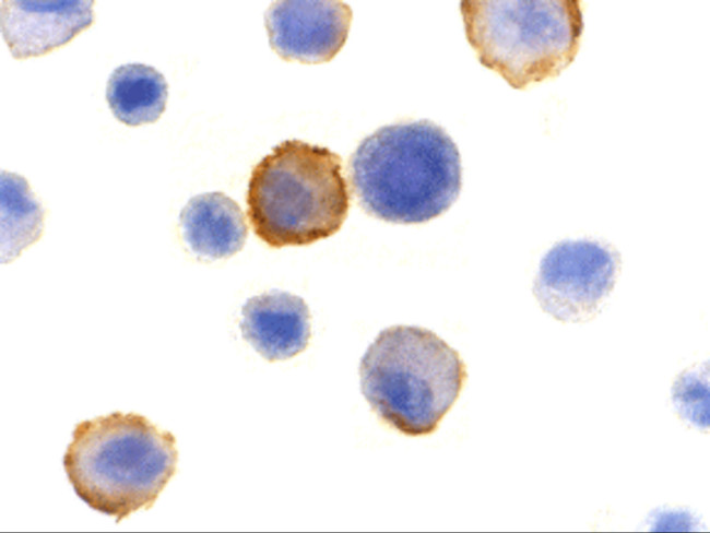 Bmf Antibody in Immunocytochemistry (ICC/IF)