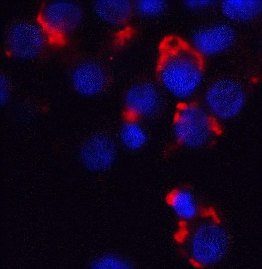 Bmf Antibody in Immunocytochemistry (ICC/IF)