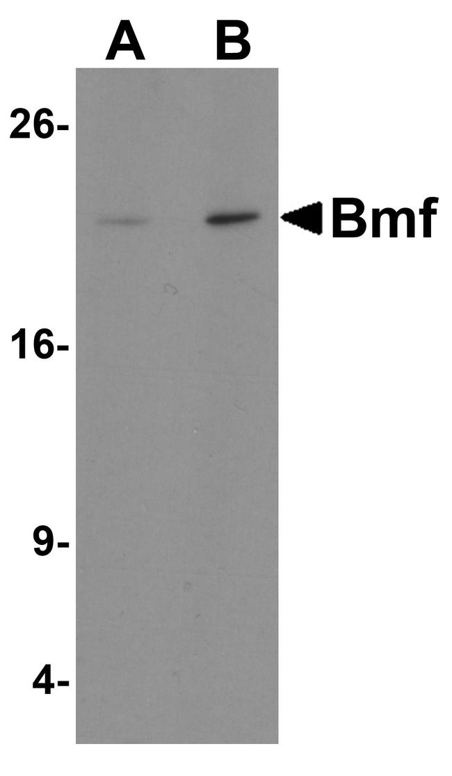 Bmf Antibody in Western Blot (WB)