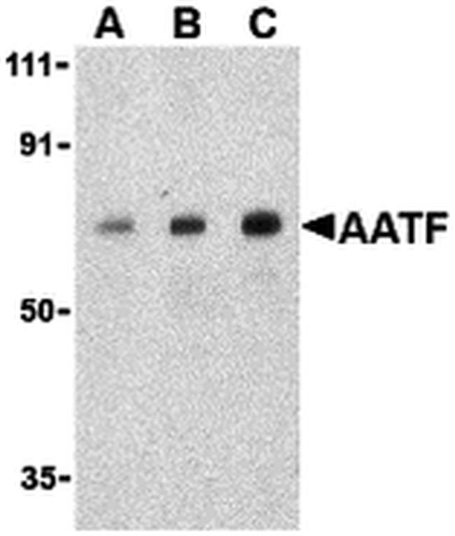 AATF Antibody in Western Blot (WB)