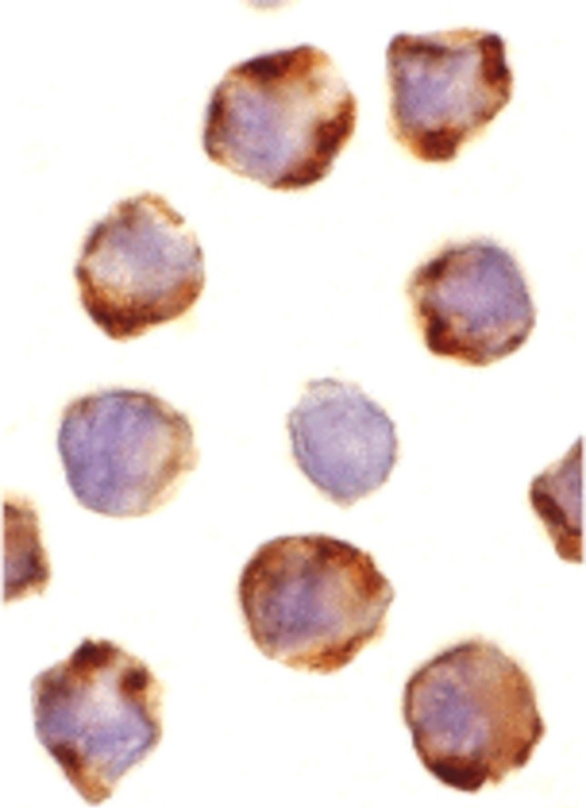 PUMA alpha Antibody in Immunocytochemistry (ICC/IF)