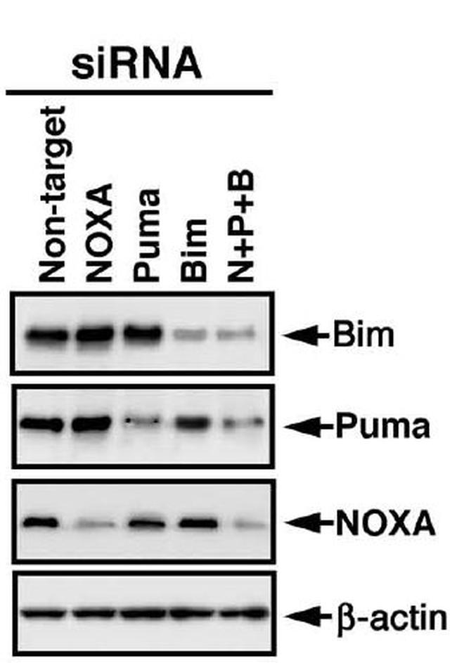 PUMA alpha Antibody in Western Blot (WB)