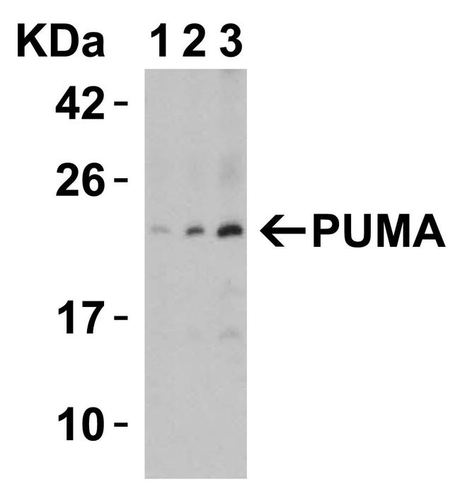 PUMA alpha Antibody in Western Blot (WB)