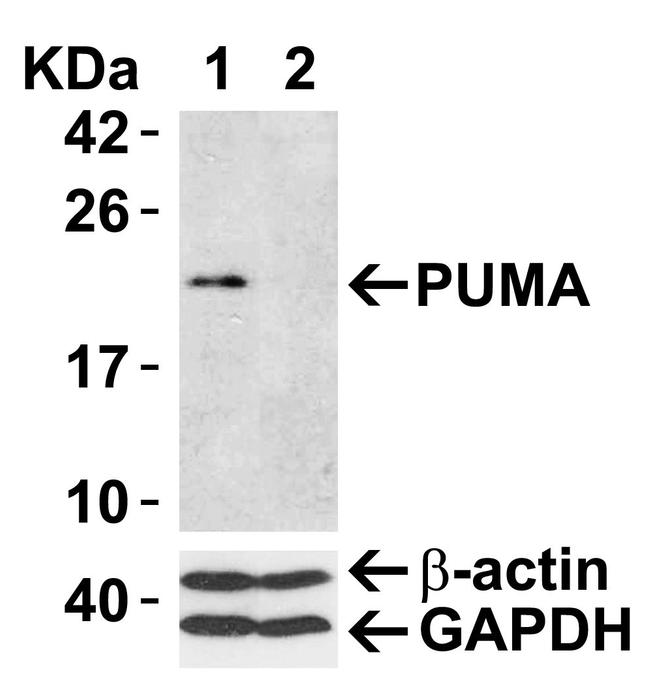 PUMA alpha Antibody in Western Blot (WB)