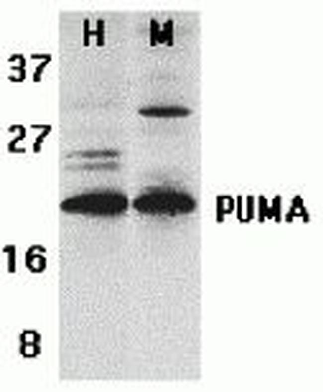 PUMA alpha Antibody in Western Blot (WB)