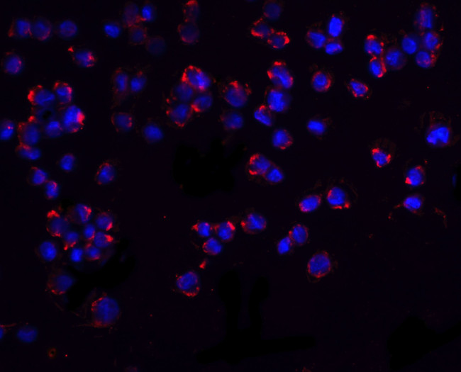 PUMA alpha Antibody in Immunocytochemistry (ICC/IF)