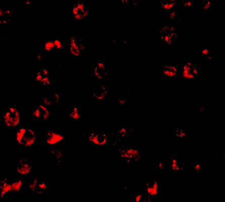 PUMA alpha Antibody in Immunocytochemistry (ICC/IF)