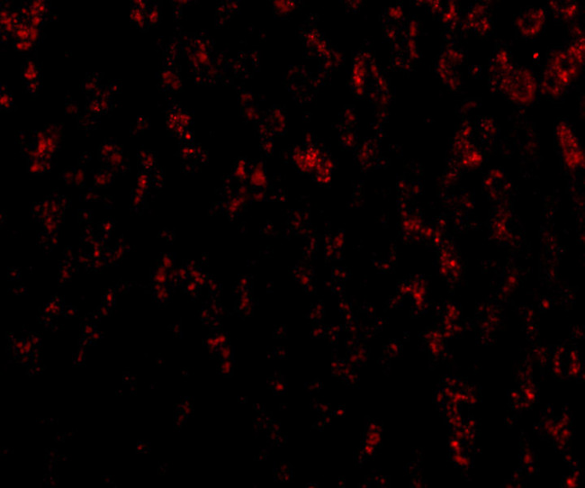 HTRA2 Antibody in Immunocytochemistry (ICC/IF)