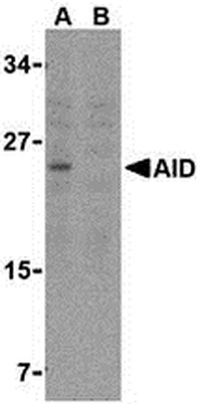 AID Antibody in Western Blot (WB)