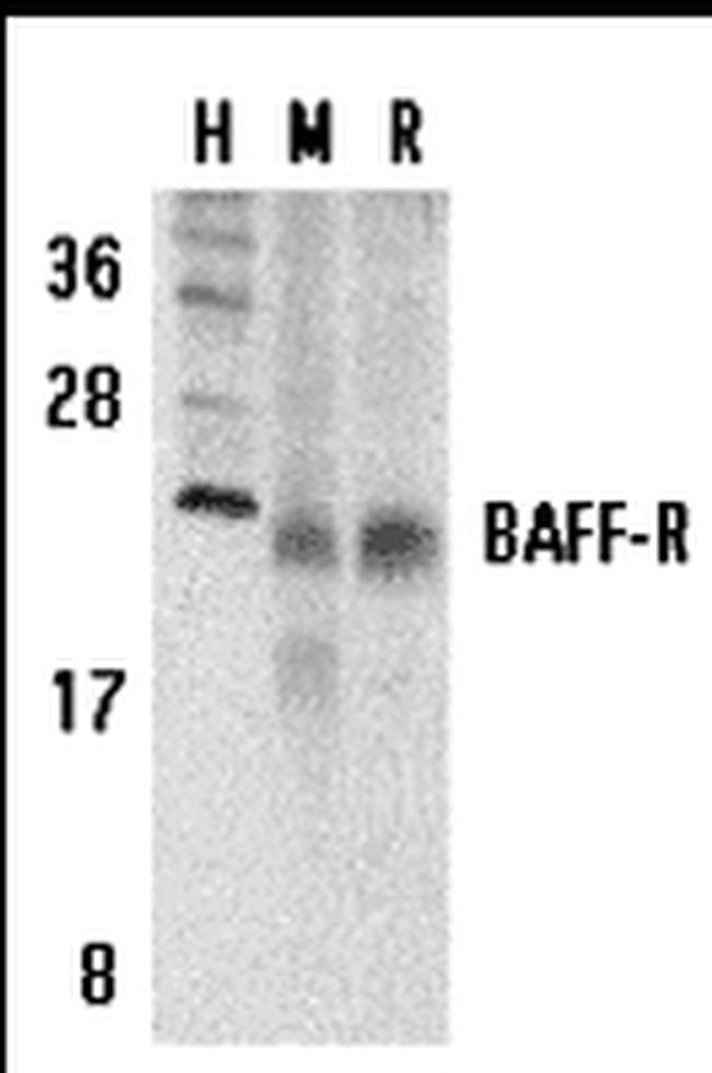 CD268 (BAFF Receptor) Antibody in Western Blot (WB)