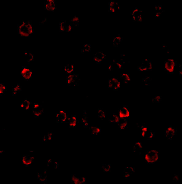 TEM8 Antibody in Immunocytochemistry (ICC/IF)