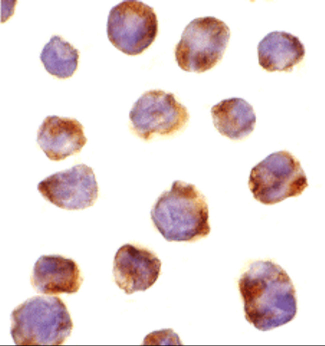 IRAK4 Antibody in Immunocytochemistry (ICC/IF)