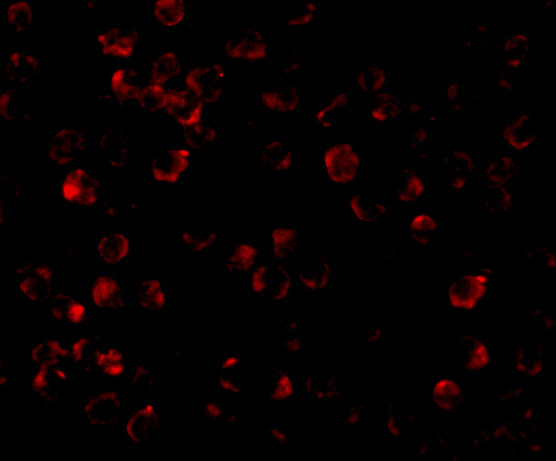 IRAK4 Antibody in Immunocytochemistry (ICC/IF)