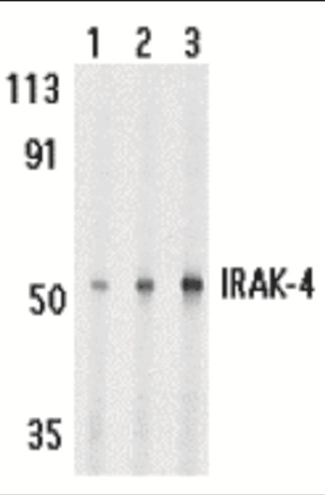 IRAK4 Antibody in Western Blot (WB)