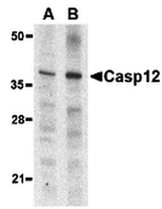 Caspase 12 Antibody in Western Blot (WB)