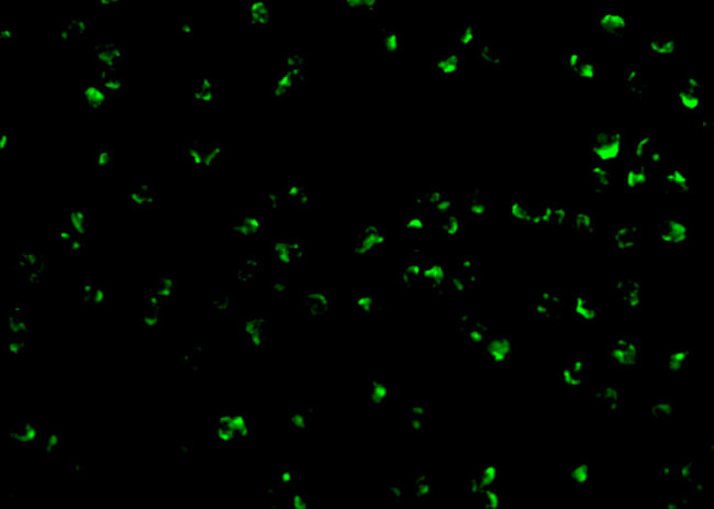 TICAM2 Antibody in Immunocytochemistry (ICC/IF)