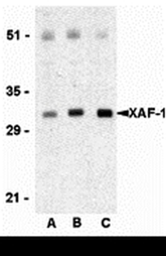 XAF1 Antibody in Western Blot (WB)