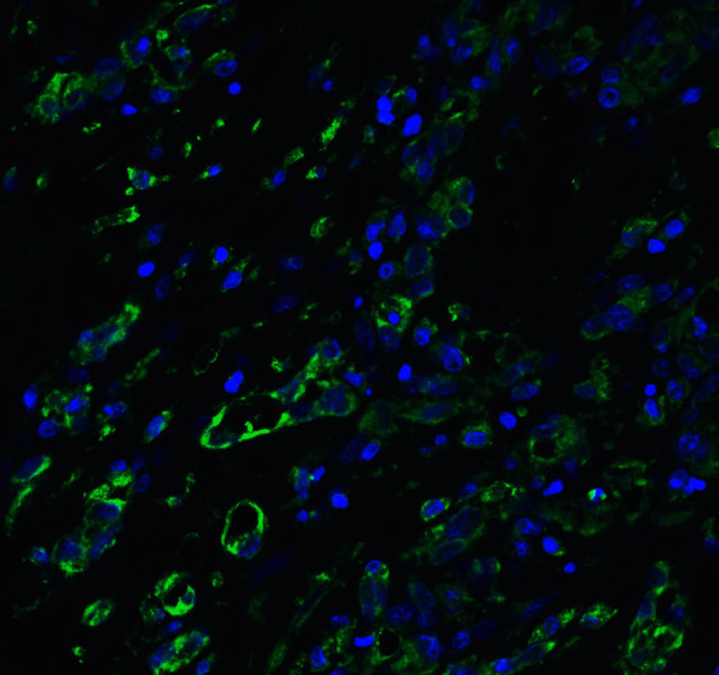 ACE2 Antibody in Immunohistochemistry (PFA fixed) (IHC (PFA))