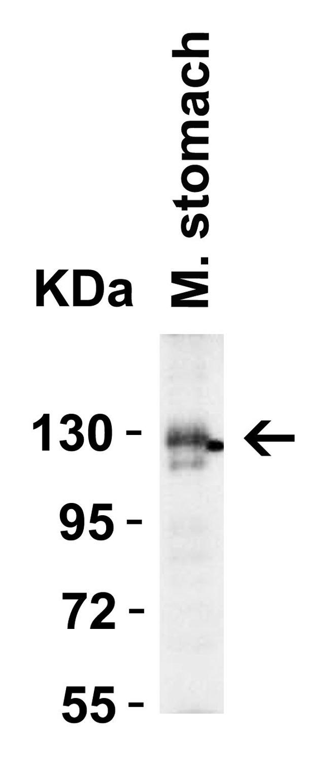 ACE2 Antibody in Western Blot (WB)