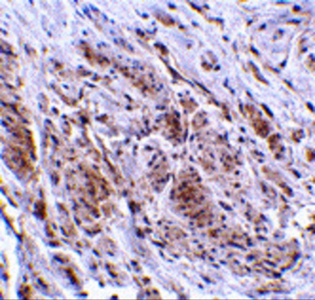 TRIM5 gamma Antibody in Immunohistochemistry (IHC)