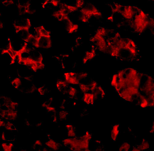 TRIM5 alpha Antibody in Immunocytochemistry (ICC/IF)