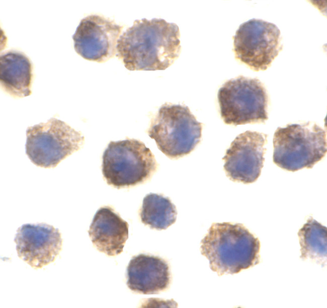 TLR11 Antibody in Immunocytochemistry (ICC/IF)