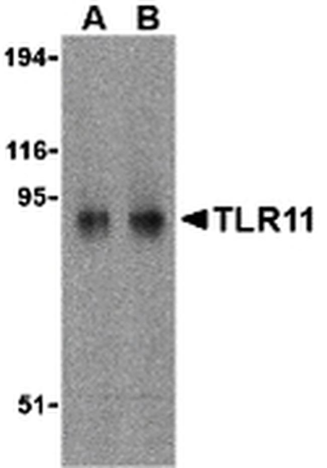 TLR11 Antibody in Western Blot (WB)