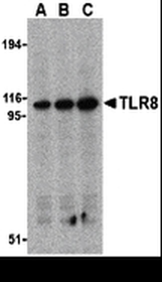 TLR8 Antibody in Western Blot (WB)