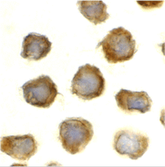 TLR11 Antibody in Immunocytochemistry (ICC/IF)