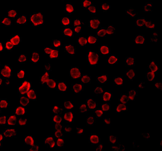 TLR11 Antibody in Immunocytochemistry (ICC/IF)