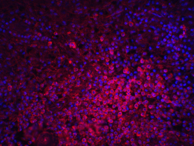 MD-2 Antibody in Immunohistochemistry (PFA fixed) (IHC (PFA))