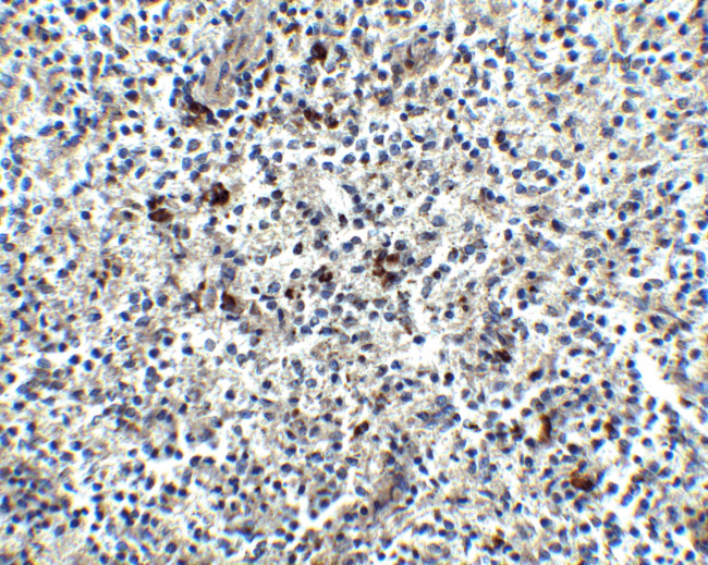 MD-2 Antibody in Immunohistochemistry (Paraffin) (IHC (P))