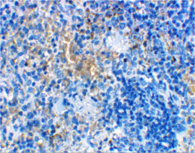 MD-2 Antibody in Immunohistochemistry (Paraffin) (IHC (P))