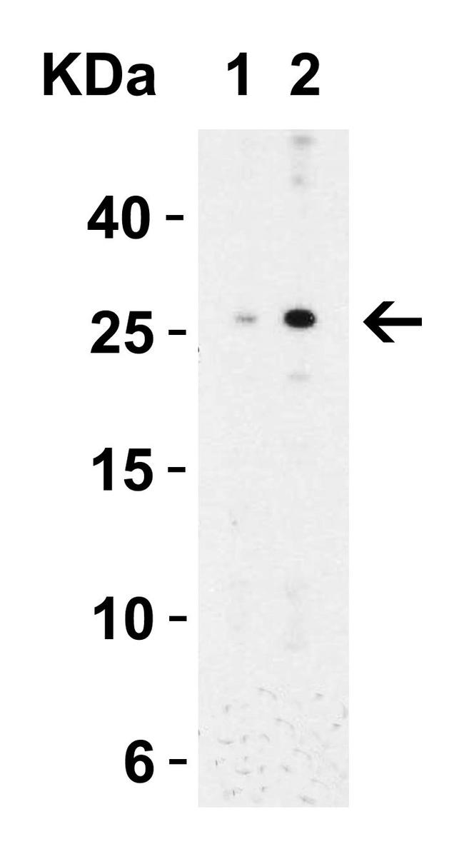 MD-2 Antibody in Western Blot (WB)