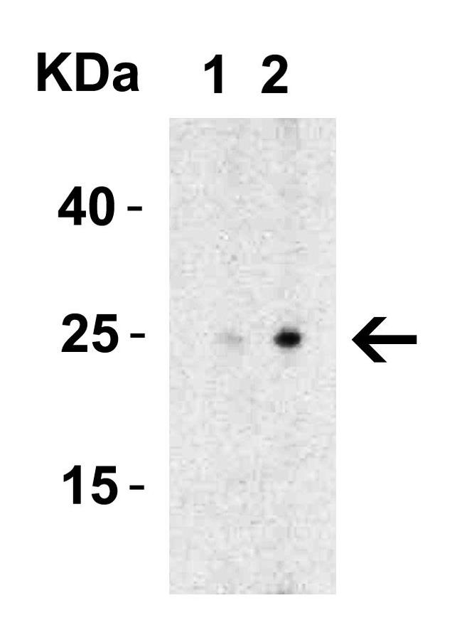 MD-2 Antibody in Western Blot (WB)