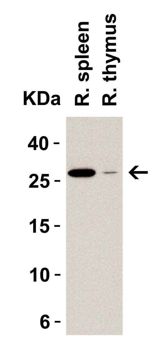 MD-2 Antibody in Western Blot (WB)