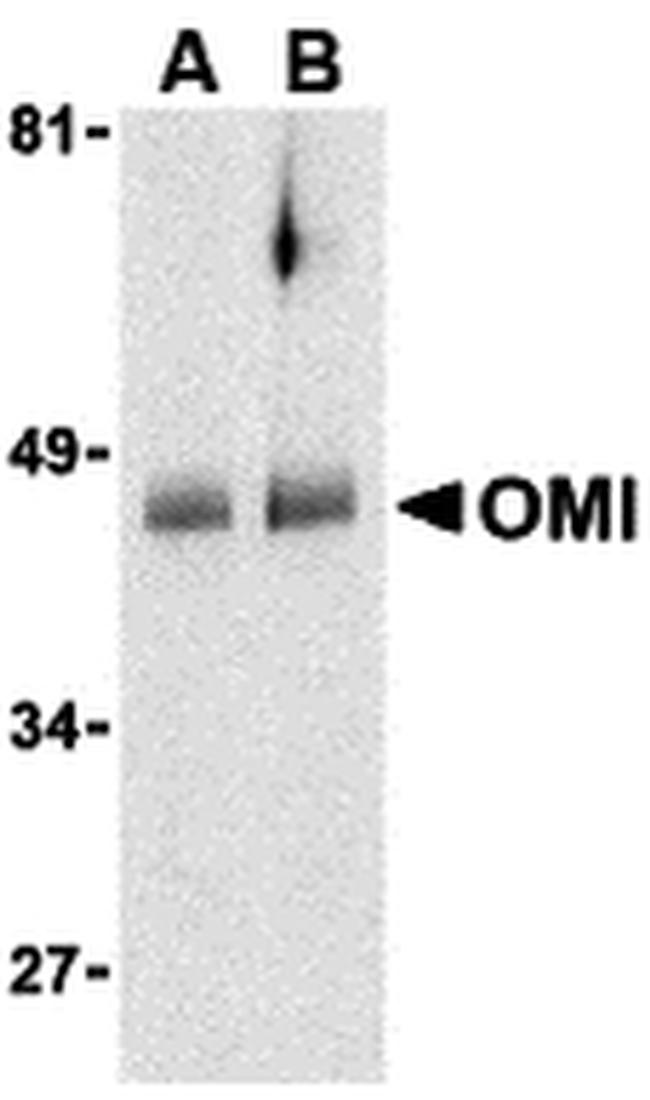 HTRA2 Antibody in Western Blot (WB)