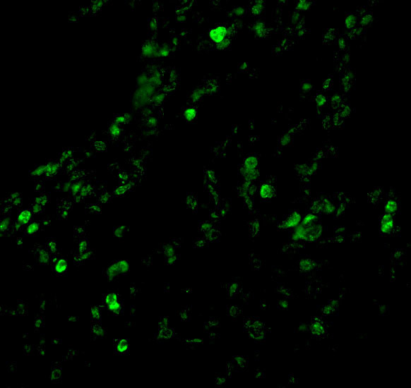 cIAP1 Antibody in Immunohistochemistry (PFA fixed) (IHC (PFA))