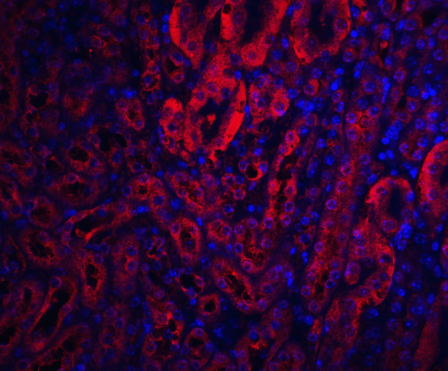 XIAP Antibody in Immunohistochemistry (IHC)