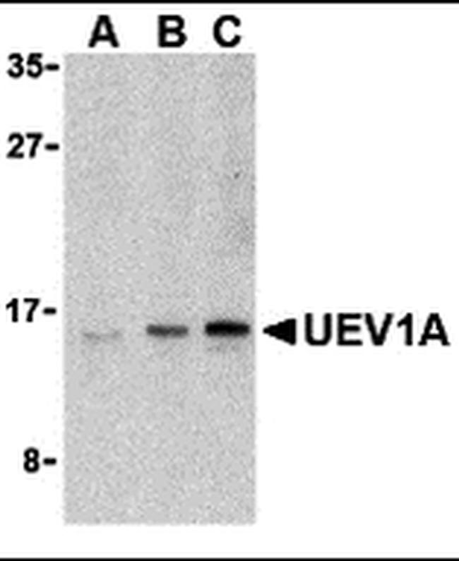 UBE2V1 Antibody in Western Blot (WB)