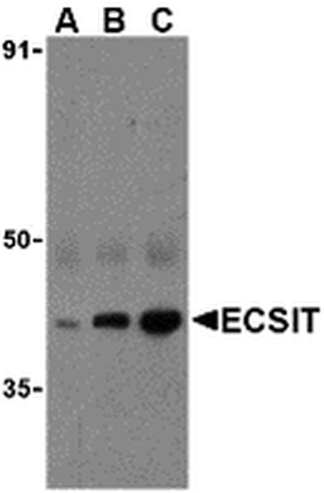 ECSIT Antibody in Western Blot (WB)
