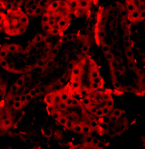 IRF3 Antibody in Immunocytochemistry (ICC/IF)