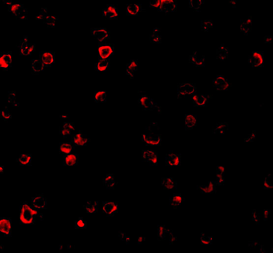 IRF3 Antibody in Immunocytochemistry (ICC/IF)