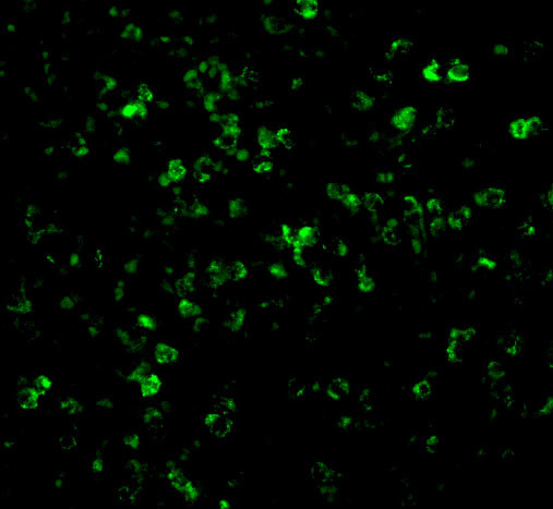 XAF1 Antibody in Immunocytochemistry (ICC/IF)