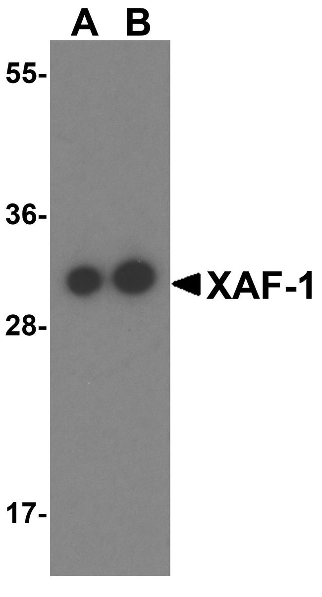 XAF1 Antibody in Western Blot (WB)