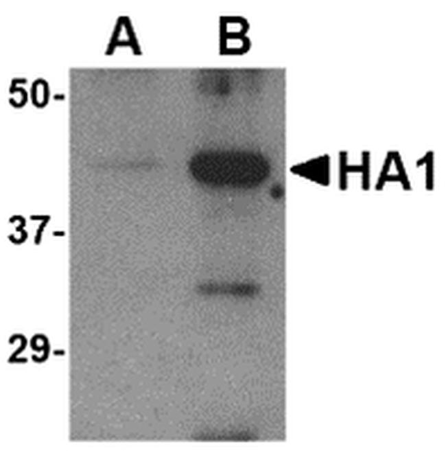 Avian Influenza HA Antibody in Western Blot (WB)