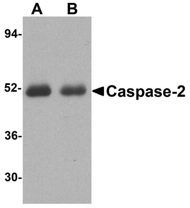 Caspase 2 Antibody in Western Blot (WB)