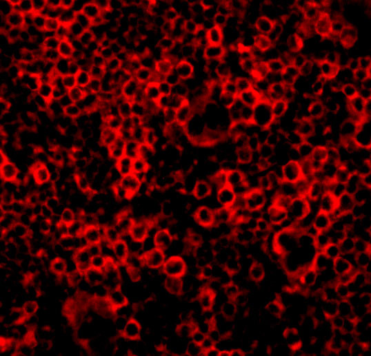 Caspase 4 Antibody in Immunocytochemistry (ICC/IF)