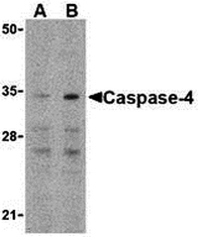 Caspase 4 Antibody in Western Blot (WB)